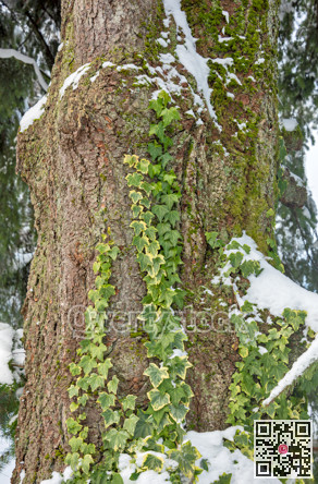 Ivy leaves on a tree trunk covered with snow