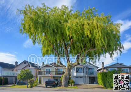 Row of residential houses under giant willow tree
