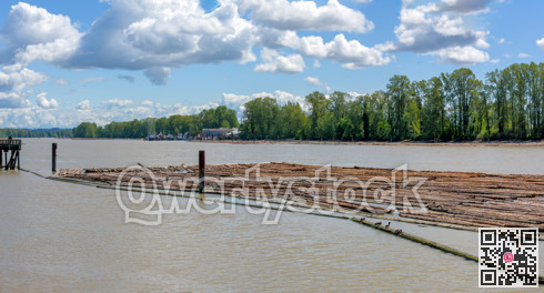 Driftwood on Fraser river in New Westminster on bright sunny day
