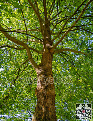 Maple tree cortex texture. Tree bole and foliage on a sky background