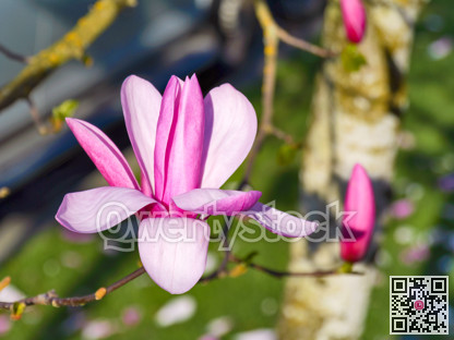 Blossoming magnolia tree flower on green lawn background
