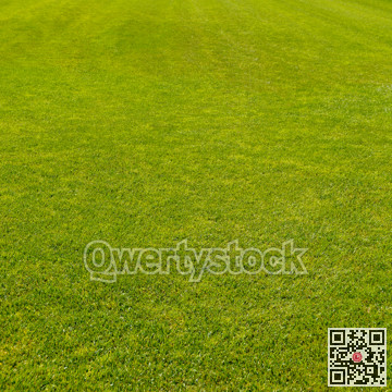 English lawn grown on a farm. Natural green grass texture